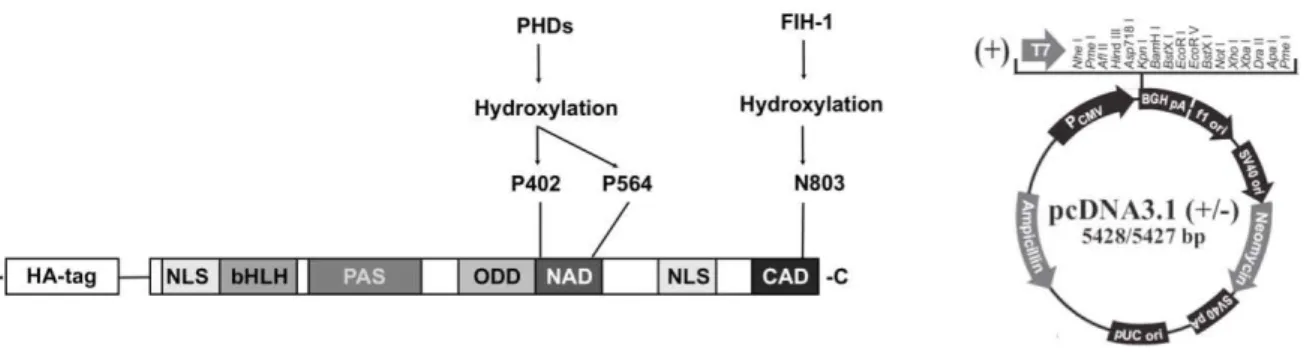 Figure  7  –  Scheme  of  the  HA-HIF-1    WT  expression  plasmid  and  pcDNA3.1  vector  backbone
