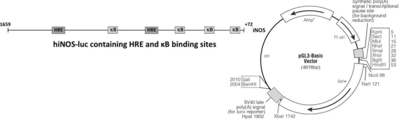 Figure  10  –  Scheme  of  the  hiNOS-luc  reporter  plasmid  (containing  HRE  and   B  binding  sites) that was inserted into the KpnI and XhoI digested pGL3 basic vector.