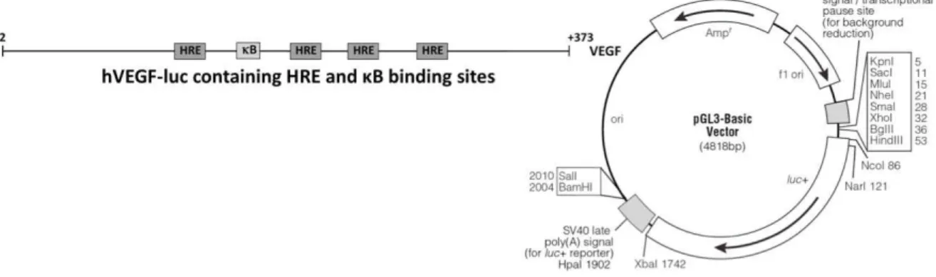 Figure  11  –  Scheme  of  the  hVEGF-luc  reporter  plasmid  (containing  HRE  and   B  binding  sites) that was inserted into the KpnI and XhoI digested pGL3 basic vector