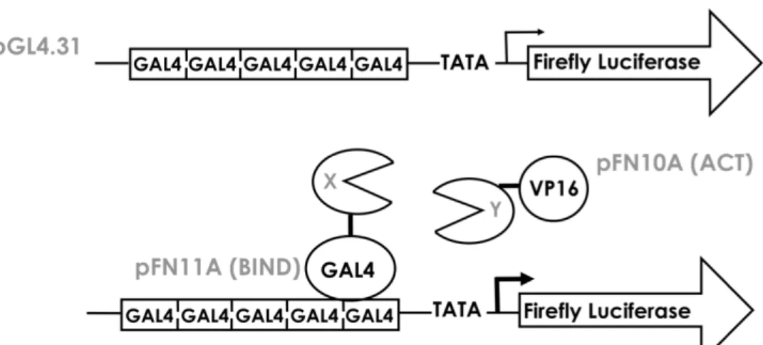 Figure  12  –  Schematic  representation  of  the  mammalian  two-hybrid  system.  The  CheckMate/Flexi  Vector  System  relies  upon  three  plasmids  that  are  co-transfected  into  mammalian  cells