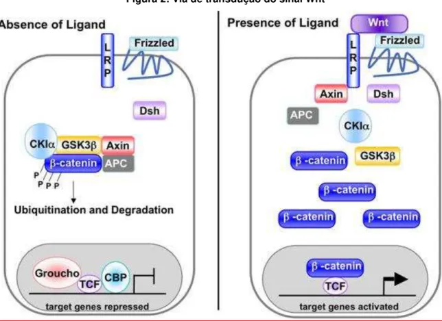 Figura 2: Via de transdução do sinal Wnt  