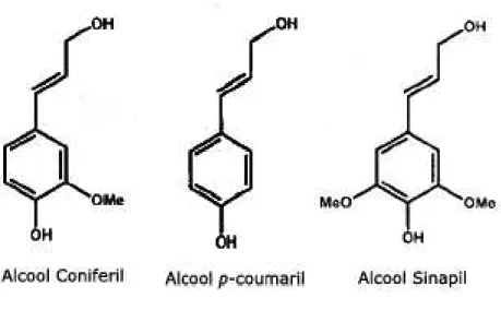 Figura 5. Estrutura molecular dos álcoois constituintes da lignina. Extraído e  modificado de Boerjan et al., 2003