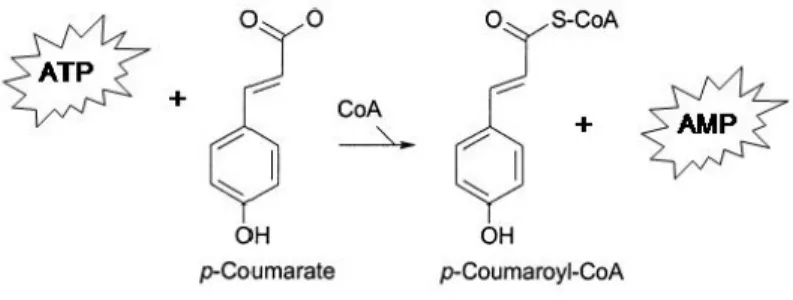 Figura 7. Ilustração esquemática de reação realizada pela 4- 4-coumarato:CoA ligase. Adaptação de Dean, 2005.