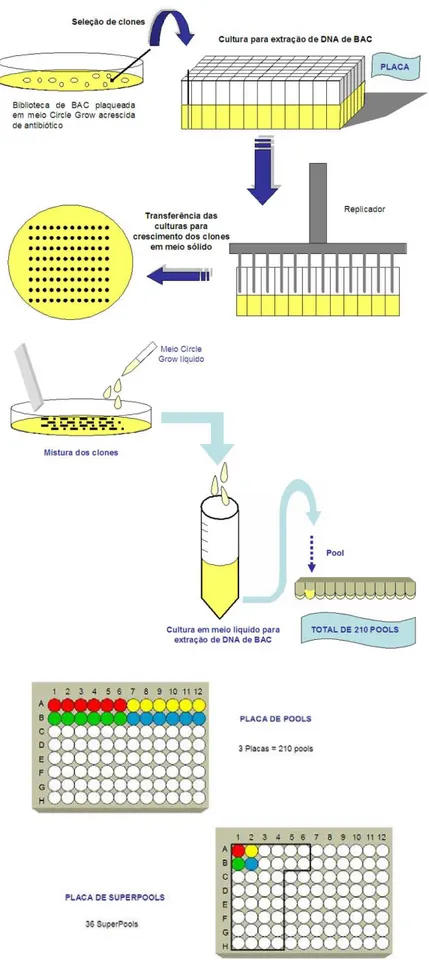 Figura 10. Formação dos pools e superpools para o screening da biblioteca para os  genes  ccoaomt  e 4cl