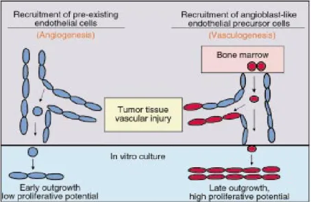 Figure 1. Blood vessel formation by postnatal vasculogenesis and angiogenesis. 
