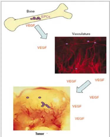 Figure 2. Bone marrow-derived EPC (purple circles) contribute to tumor  angiogenesis. Image from Garmy-Susini B