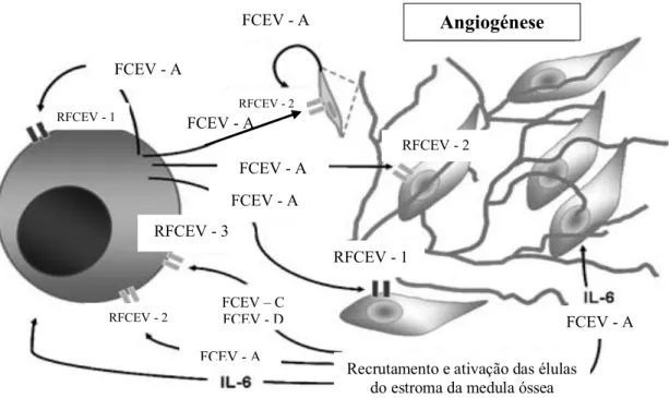 Figura 2 – Vias autócrinas e parácrinas mediadas pelo fator de crescimento endotelial  vascular (FCEV) no mieloma múltiplo