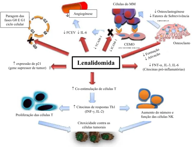 Figura  9  –  Mecanismos  de  ação  da  lenalidomida.  Fator  de  crescimento  endotelial  vascular  (FCEV);  fator  de  necrose  tumoral  a   (FNT- a );  interleucina  (IL);  “natural  killer” (NK); mieloma múltiplo (MM); “vascular cell adhesion molecule 