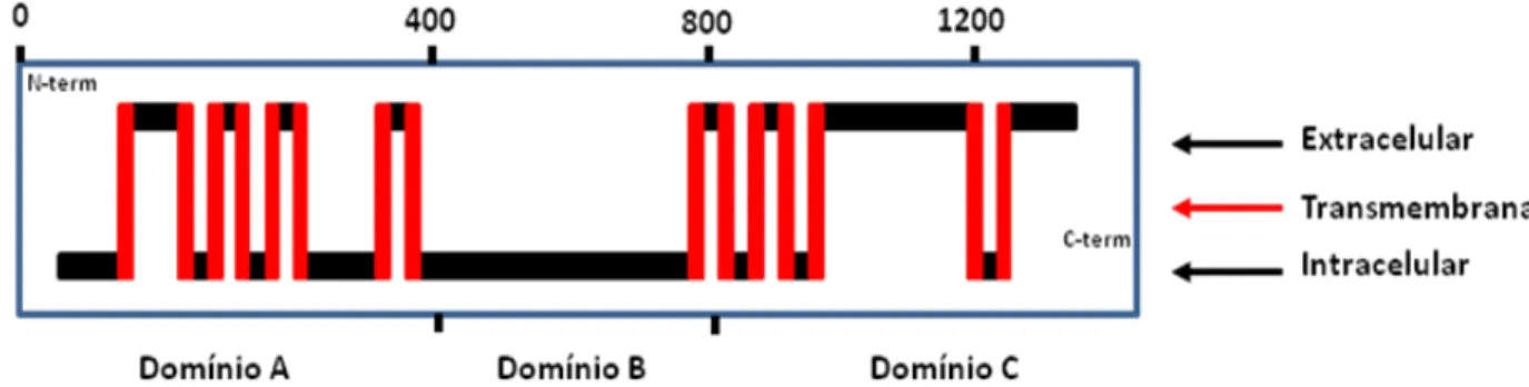 Figura II-7. Representação esquemática da organização dos domínios de AntgCHS2. As hélices transmembranas  estão representadas como barras verticais, as regiões citoplasmática ou extracelular estão descritas  como barras horizontais, predição feita pelo pr