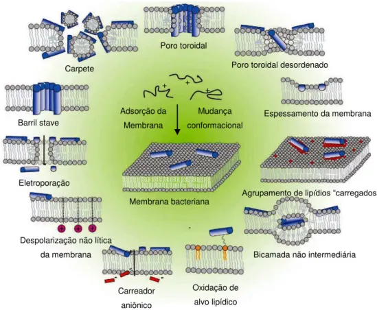 Figura 6: Mecanismos de formação de poros em membranas bacterianas por PAMs.  