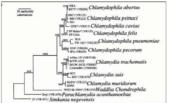 Figura 14: Relacionamentos evolucionários nas Chlamydiales . 