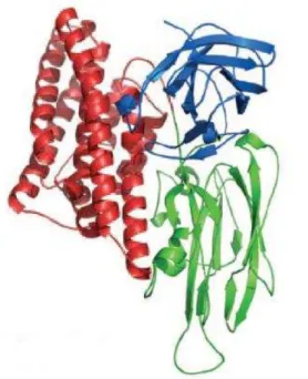 Figura 1. Estrutura tridimensional da toxina Cry1Aa, mostrando seus domínios. Adaptado de Piggot e  Ellar, 2007