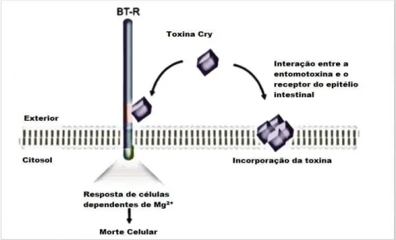 Figura  3.  Esquema  ilustrando  o  modelo  de  transdução  de  sinal  para  a  ação  das  toxinas  Cry