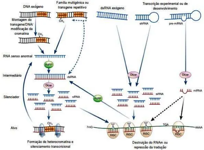 Figura 4. Esquema do mecanismo molecular da via do RNAi. A via do RNAi é iniciada pela presença  de  moléculas  de  dsRNA,  as  quais  podem  ser  endógenas  ou  introduzidas  experimentalmente