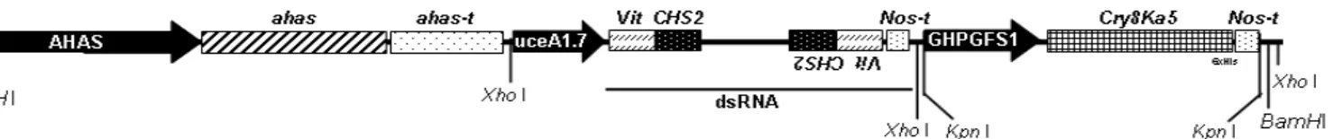 Figura 5. Representação esquemática do cassete de expressão contendo o gene de seleção AHAS,  que  confere  resistência  ao  herbicida  Imazapyr  e  o  gene  para  super-expressão  do  dsRNA-CHS2vit,  sob  domínio  do  promotor  UCeA  1.7  e  o  gene  para