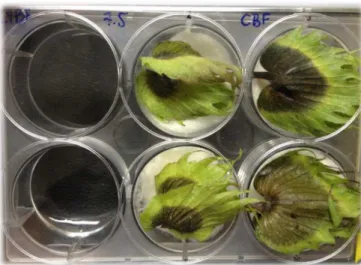 Figura 6. Placa para cultura de células contendo botões florais inoculados com larvas de bicudo-do- bicudo-do-algodoeiro
