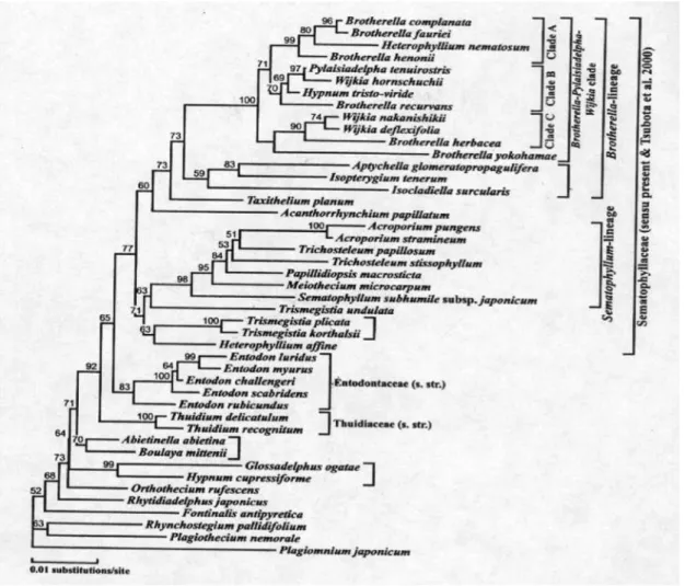 Figura  4  –  Filogenia  encontrada  por  Tsubota  et  al.  (2001a)  para  a  família  Sematophyllaceae  (Fonte: 