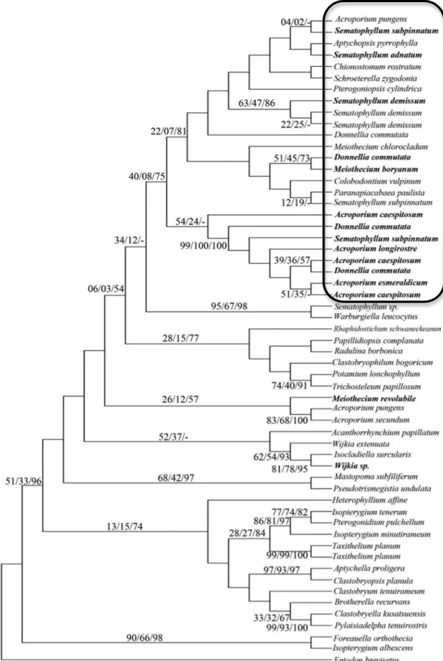 Figura  7  –  Árvore  consenso  das  topologias  obtidas  nas  análises  de  máxima  parcimônia  (MP),  máxima  verossimilhança  (MV)  e  análise  bayesiana  (AB)  com  todas  as  sequencias  para  o  gene  rps4 de Sematophyllaceae