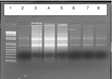 Figura 5. Análise da qualidade do RNA. Gel de Agarose 1% corado com brometo de etídeo  contendo as seguintes amostras: Poço 1: Marcador de massa molecular 1Kb (Invitrogen)