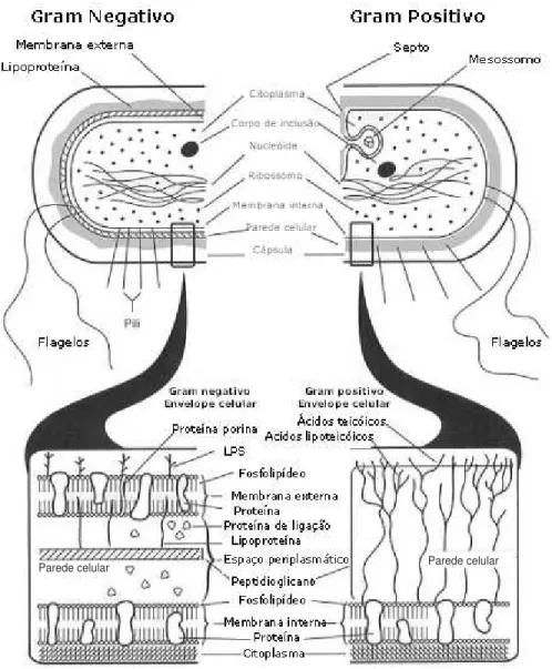 Figura  1:  Parede  celular  de  bactérias  Gram-positivas  (direita)  e  Gram-negativas  (esquerda)  (adaptada  de  Baron,  1996)