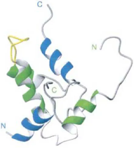 Figura  4:  Estrutura  tridimensional  de  uma  albumina  2S  (PDB:  1PNB)  proveniente  de  B 
