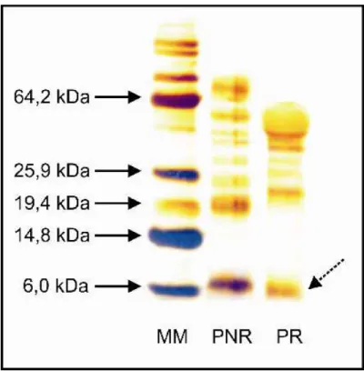 Figura  7:  SDS-PAGE  a  12%  de  proteínas  de  semente  de  gergelim  ( S.  i n d i cum  L.)  separadas  por  cromatografia  em  Red-Sepharose  (PR  e  PNR)