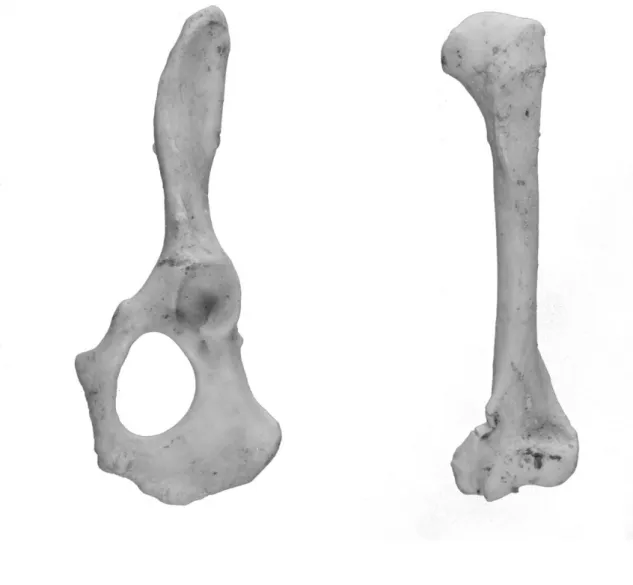Figure 9 – One complete pelvis (left) and one complete humerus (right) identified as  Mustela putorius (ferret) found in stratigraphic units [2855] and [2861] both in the same  silo and possibly belonging to the same individual