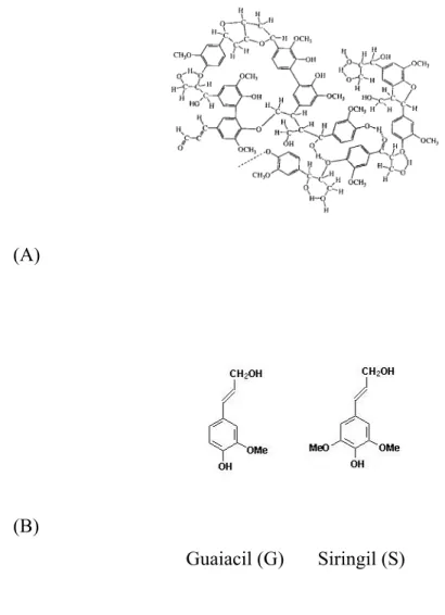 Figura 2: (A) Estrutura química do polímero da lignina. (B) Estrutura química dos monômeros  formadores da lignina