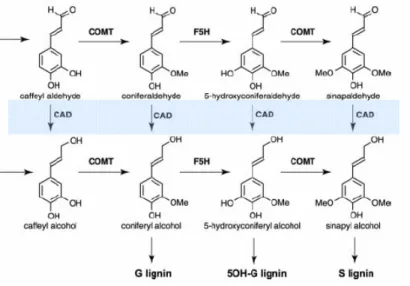 Figura 4: Reações catalisadas pela CAD (Cinamil-alcool desidrogenase) para a formação da lignina  (Adaptado de BOERJAN et al., 2003)