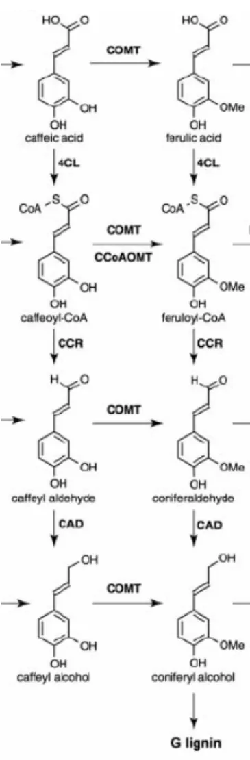 Figura 5: Reações catalisadas pela COMT (Ácido cafeico 3-O-metiltransferase) na via de  lignificação (Adaptado de BOERJAN et al., 2003)