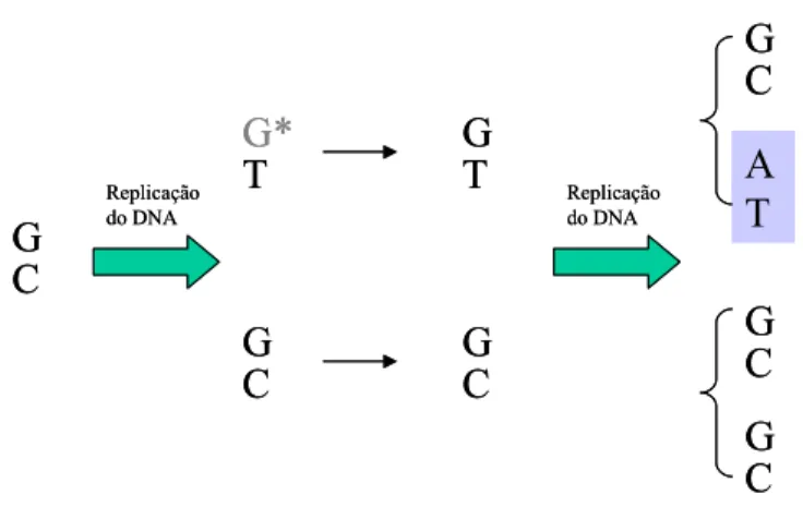 Figura 6: Exemplificação de mutação por tautomerismo de base no DNA (modificado livremente de  GRIFFITHS et al., 2001)