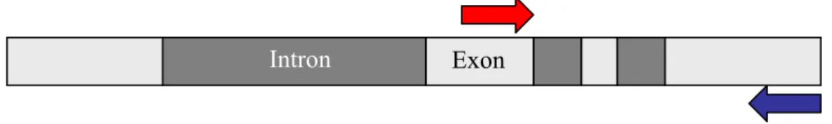 Figura 8: Esquema do anelamento do par de iniciadores (G-COMT F e G-COMT R) para COMT2