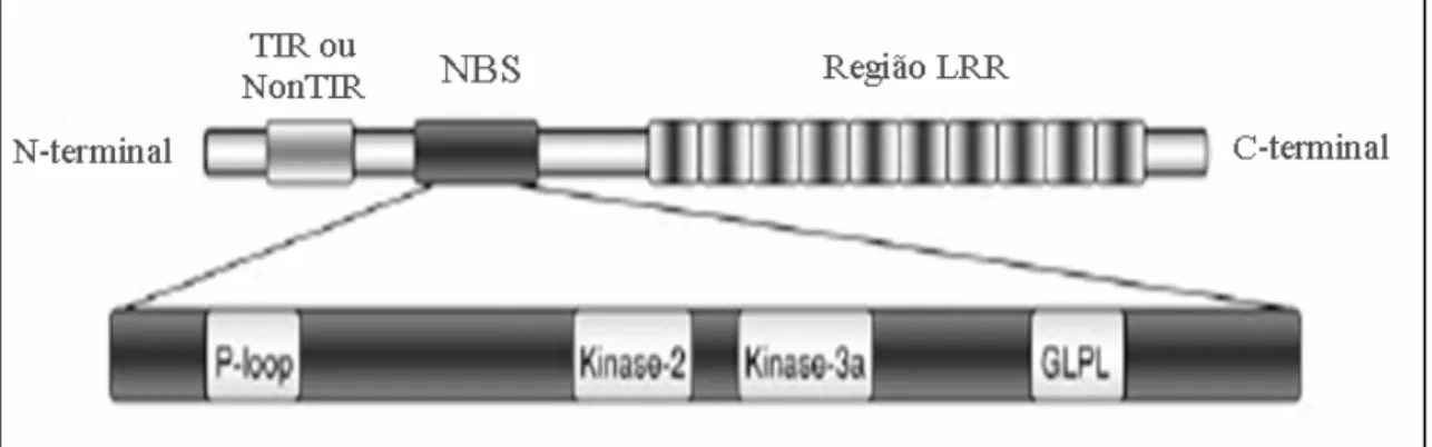 Figura 2 Domínio NBS-LRR representado esquematicamente. As regiões TIR e NãoTIR (Coiled- (Coiled-coil) também estão ilustradas