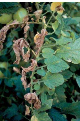 Figura 5. Efeitos do F. oxysporum no tomateiro, causando o aparecimento de folhas murchas e amareladas  (Fonte:Embrapa Hortaliças, Empresa Brasileira de Pesquisa Agropecuária, Centro Nacional de Pesquisa de  Hortaliça,http://sistemasdeproducao.cnptia.embra