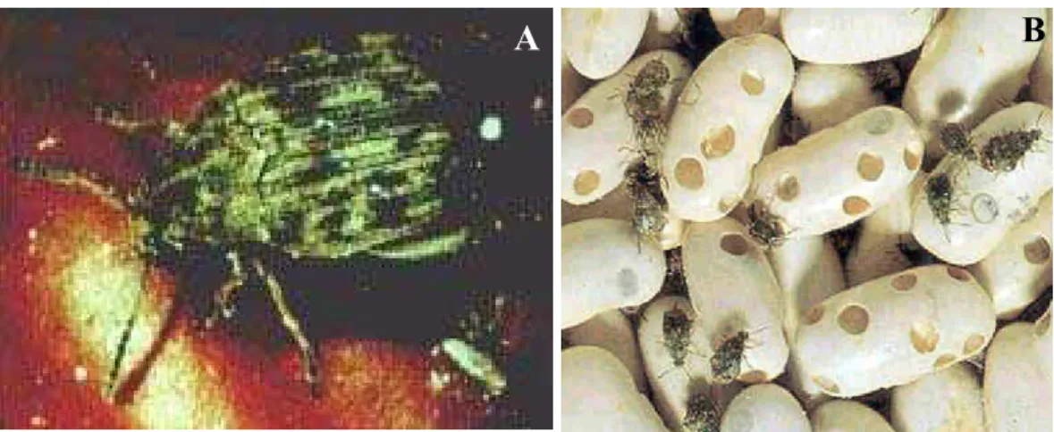 Figura 7. Acanthoscelides obtectus. A) Ilustração do inseto-praga. B) Destruição de sementes de feijão pelo inseto