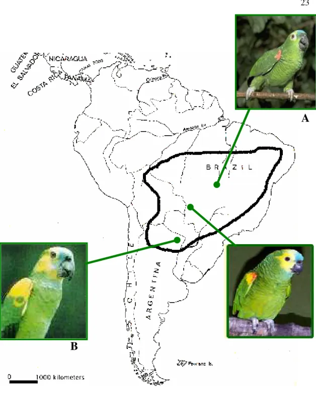 Figura 3: Distribuição geográfica do papagaio- verdadeiro (Amazona aestiva) e das duas subespécies atualmente  reconhecidas: A) A