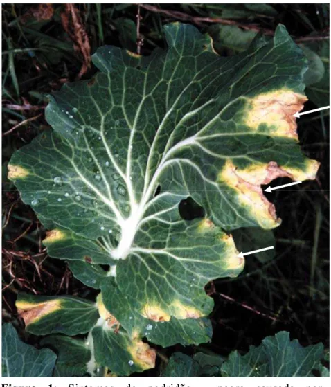 Figura 1: Sintomas de podridão - negra causada por  Xanthomonas campestris pv. campestris em Brassica  olearaceae (repolho)