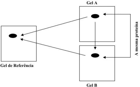 Figura 5: Ligação dos pontos protéicos (spots)  ao gel de referência. Spots iguais em  ambos os géis ligam-se entre si e ao gel de referência pré estabelecido