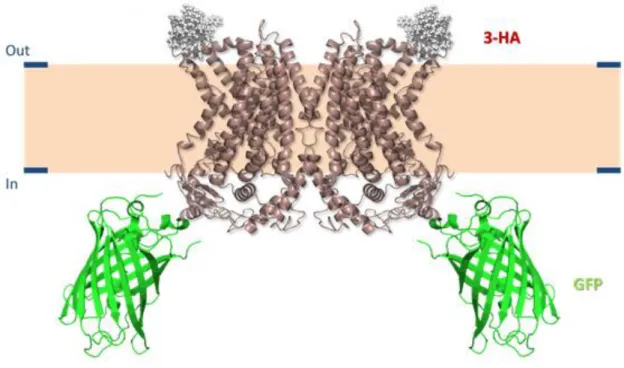 Figure 37 - Schematic representation of an anoctamin double-tagged construct (3-HA – Triple hemagglutinin tag; 