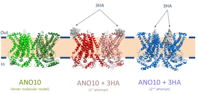 Figure 49 - Predicted structures of the Ano10 dimer and the Ano10 dimer with the 3-HA tags inserted – First and  second mutagenesis