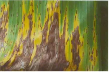 Figura 2 - Sigatoka-amarela, mostrando coalescimento das lesões com necrose do tecido foliar