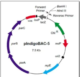 Figura 3: Vetor de clonagem pIndigoBAC-5. 