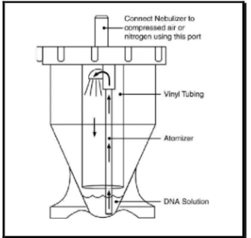Figura 4: Desenho esquemático do nebulizador. Retirado de www.invitrogen.com. 