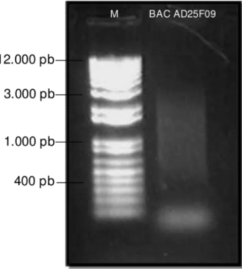 Figura 6: Gel de agarose 1% corado com brometo de etídeo, contendo o marcador molecular  1Kb plus (Invitrogen) e o BAC AD25F09 após a nebulização