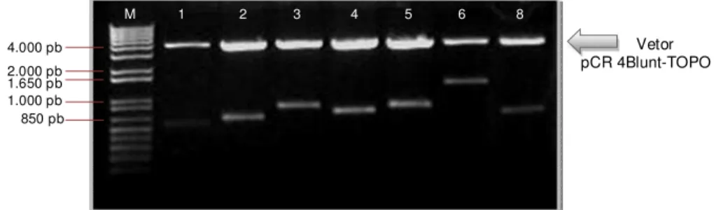 Figura 7: Gel de agarose 1% corado com brometo de etídeo referente à minipreparação de  plasmídeos do BAC AD25F09 no vetor de clonagem pCR 4Blunt-TOPO (3.957 pb) (Invitrogen)