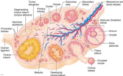 Figura 1. Anatomia interna do ovário humano. Mostra o epitélio germinativo externamente, a  região de córtex e medula do ovário com seus componentes