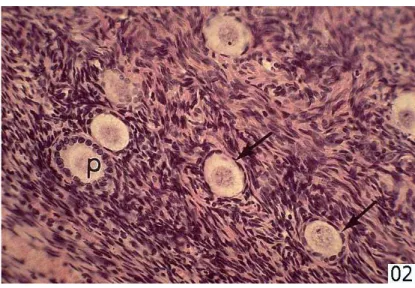 Figura 5. Foto de microscopia de ovário humano. Mostra folículos primordiais (setas) com  uma camada única de células aplainadas e folículo primordial (p) com epitélio cubóide de  células mais arredondadas (http://www.histology.wisc.edu/histo/uw/htm/tfmbas