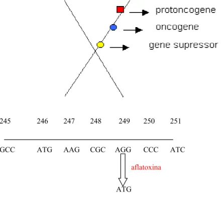 Figura 2: Esquema de genes no cromossomo e parte da seqüência de   Bases  nitrogenadas  indicando  o códon do gene supressor de tumor  (gene p53) onde ocorre a alteração da base
