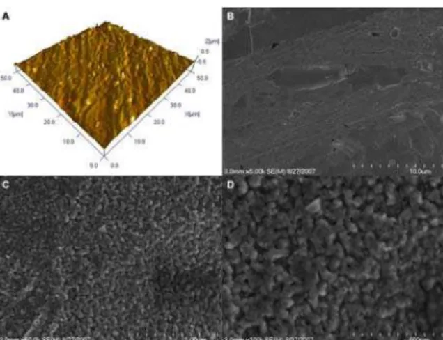 Figure  1  –  AFM  and  SEM  evaluation  of  the  Aluminum  oxide  coated  implant  surface