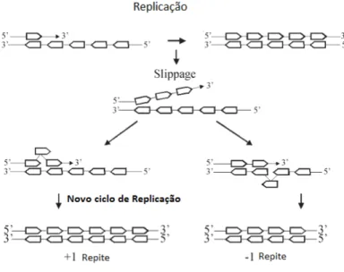 Figura 1. Slippage durante a replicação do DNA. Adaptado de Oliveira et al., 2006. 